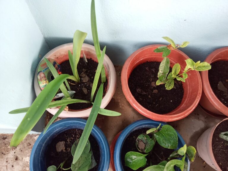 Tightly arranged balcony container plants placed close to a wall, showing limited hand access for pruning and dead leaf removal, which can lead to neglected maintenance in small space gardening setups.