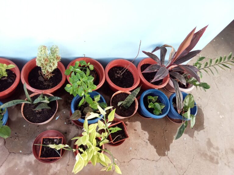 Overcrowded balcony container garden with multiple plastic and terracotta pots placed close together, showing how tight spacing and limited access can increase daily watering, pruning, and maintenance workload in small space gardening.