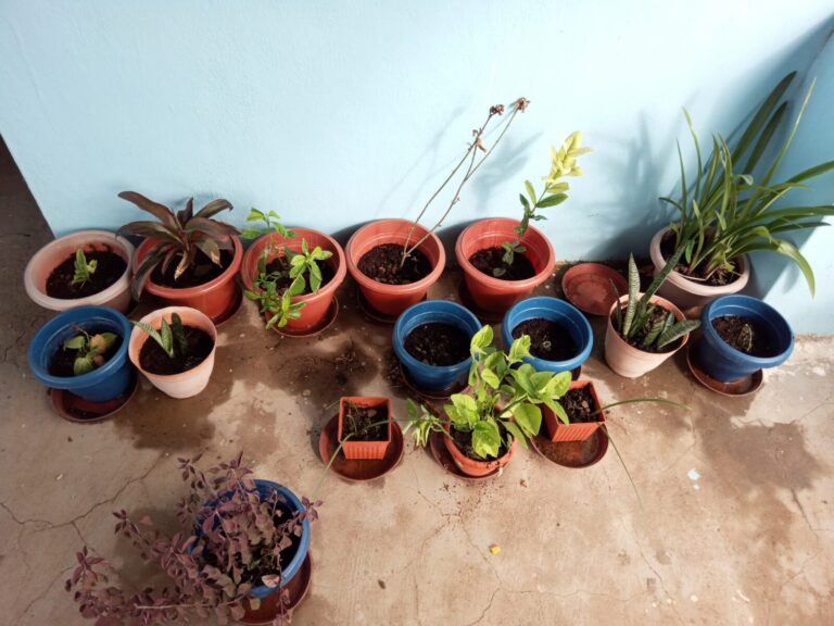 Overcrowded balcony container garden with plastic and terracotta pots placed tightly against a wall, showing limited access space that can cause uneven watering, poor airflow, and hidden pest issues in small space gardening.
