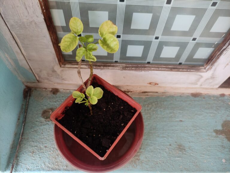 Potted plant placed near a window showing pale leaves due to low light, illustrating when repositioning is necessary in balcony container gardening