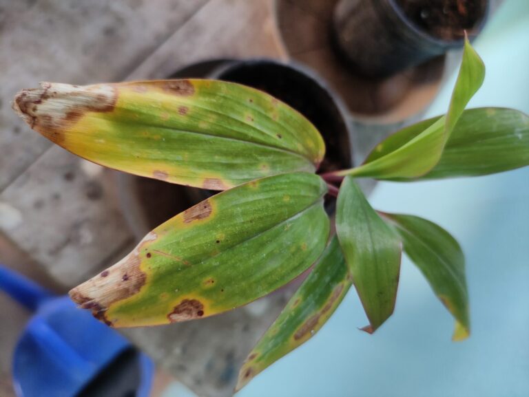 Potted plant leaves showing yellowing and brown tip burn after frequent repositioning, illustrating growth disruption and stress in container gardening