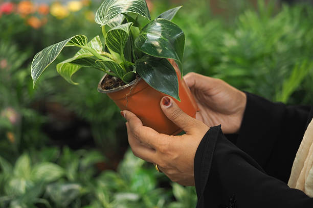 A gardener holding a healthy potted plant, showing how observing leaf condition, growth, and handling can reveal space-related stress without measuring tools