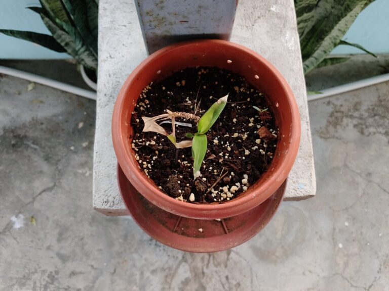Small potted plant with dried leaves and slow new growth in a balcony container, showing stress from plant mismatch despite regular watering and care