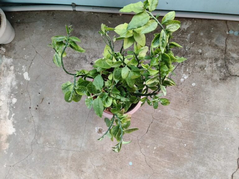 Healthy compact potted plant growing well in a balcony container, showing adaptable root growth and stable foliage suitable for terrace gardening