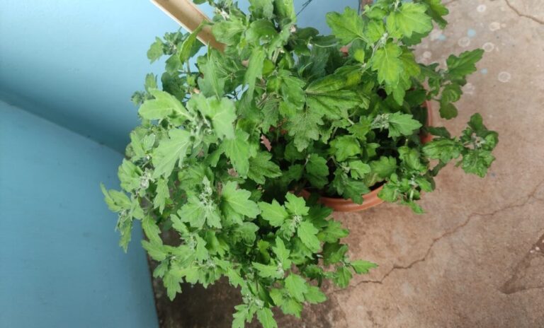 Healthy bushy potted plant growing in a container with dense foliage, showing proper care and balanced growth in balcony container gardening conditions