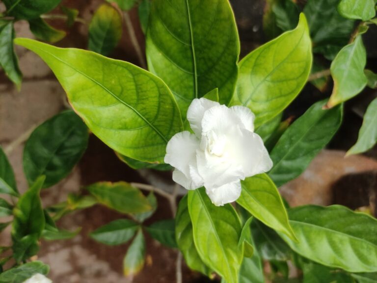 Healthy flowering plant with strong leaves growing well in a pot showing why some plants are easier for beginners to grow in containers