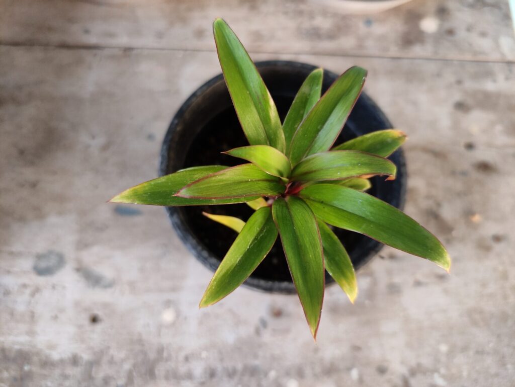 Top view of a healthy potted plant growing in a small container