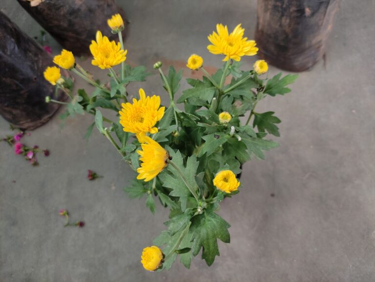 Yellow Chrysanthemum Nursery Plant Showing Typical Nursery Pot Presentation