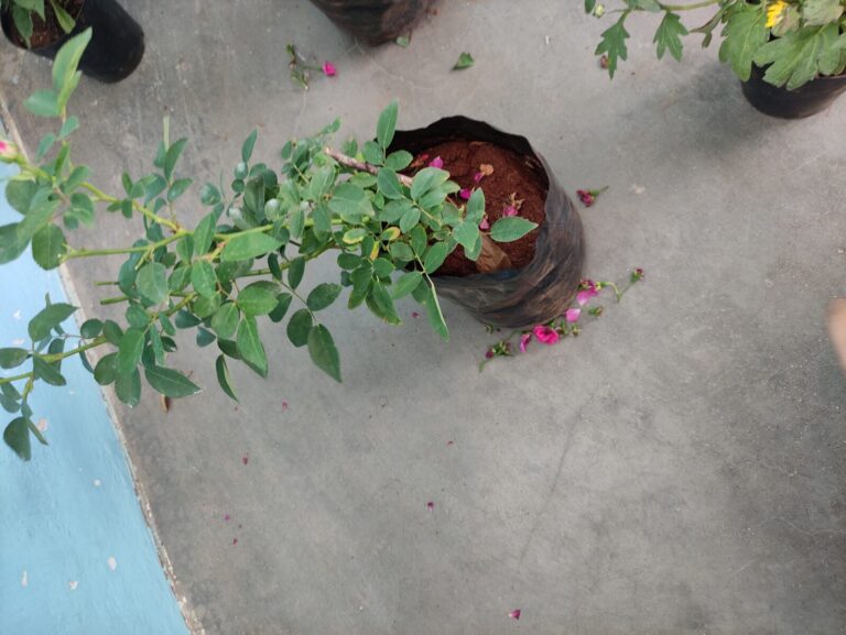 Nursery Rose Plant in Grow Bag Struggling After Moving to a Hot Terrace