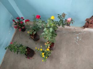 Beginner Choosing Flowering Plants from Nursery for Terrace Container Gardening
