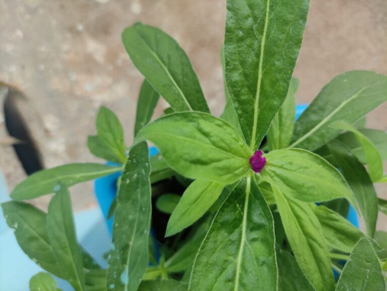 Healthy flowering plant growing in a pot on a balcony showing how some plants grow easily in containers while others struggle for beginners