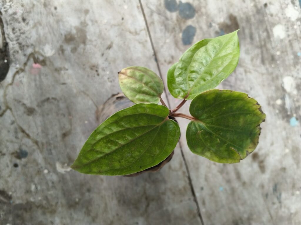 Young potted plant with yellowing and slightly drooping leaves on a terrace floor, showing early signs of container stress despite regular care