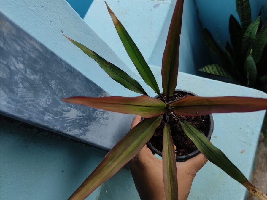 Stressed potted plant with reddish leaves showing growth changes in container gardening Stressed potted plant with reddish leaves showing growth changes in container gardening