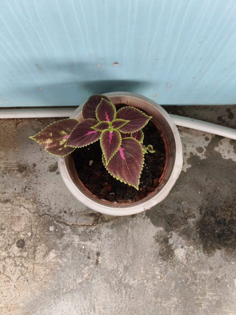 Healthy coleus plant in a white pot placed on a balcony floor, showing early container gardening setup for beginners at home