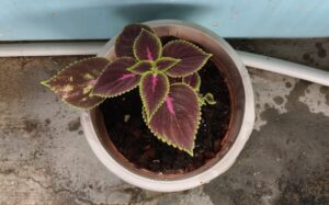Healthy coleus plant in a white pot placed on a balcony floor, showing early container gardening setup for beginners at home