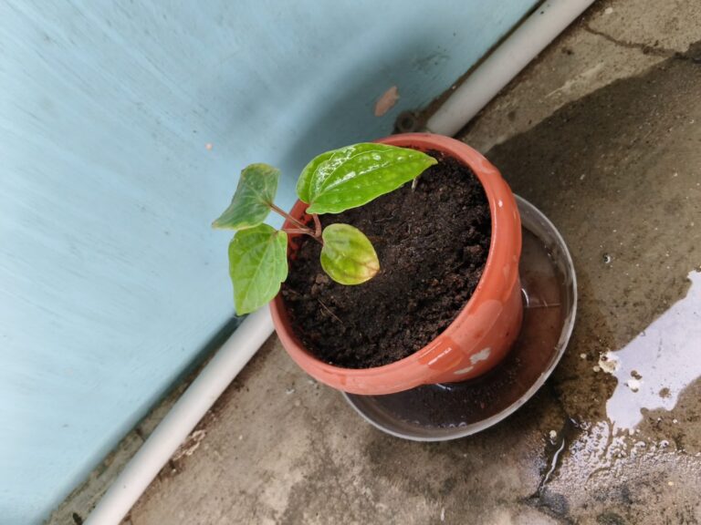 Small potted plant with yellowing leaf in compact soil and waterlogged tray, showing slow growth issues in container gardening compared to nursery plants