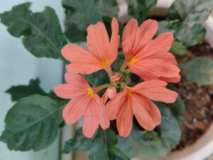 Small potted flowering plant with orange blooms growing in a container garden, showing compact growth compared to large nursery plants in balcony gardening conditions