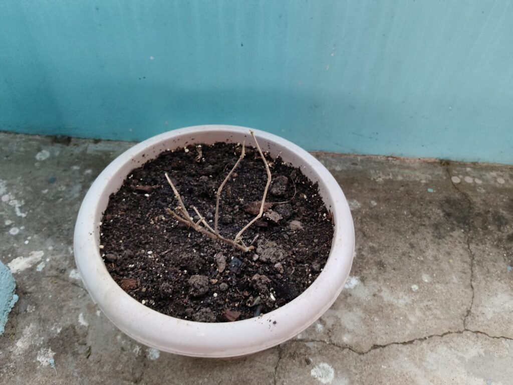 Small dried plant struggling in a container pot on a concrete terrace garden, showing how some plants fail to adapt to limited root space in container gardening.