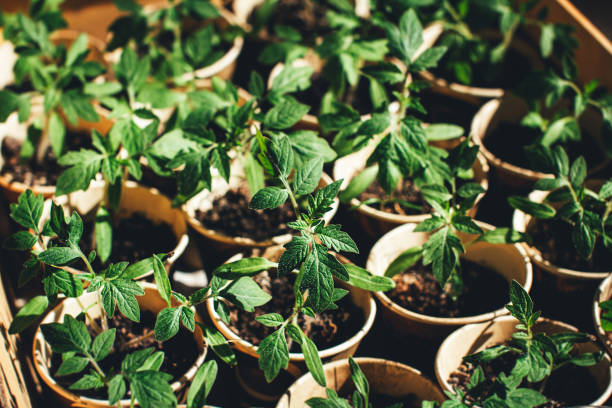 Young vegetable seedlings growing in small pots, showing beginner-friendly plants suitable for container gardening in balcony or terrace gardens