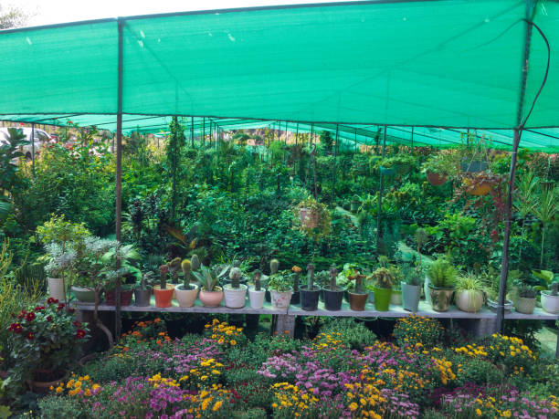 Nursery plants under shade net with healthy green foliage and flowering plants, showing conditions to compare healthy vs unhealthy plants before buying