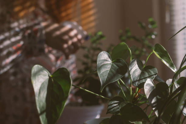 rare houseplant leaves showing stress in balcony pot low light indoor container gardening problems after bringing plant home
