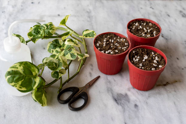 Plant stem cuttings prepared for propagation beside small pots with potting mix, illustrating growing plants from cuttings for beginner container gardening.
