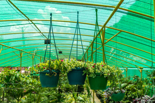 Hanging nursery plants under shade net showing lush foliage that may struggle after shifting to balcony pots due to light and root stress