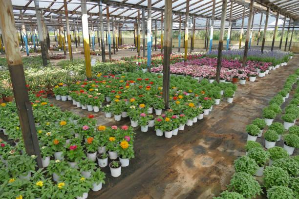 Beginner checking nursery plants closely for leaves, stems, and soil health to choose a healthy plant before buying and avoid common mistakes