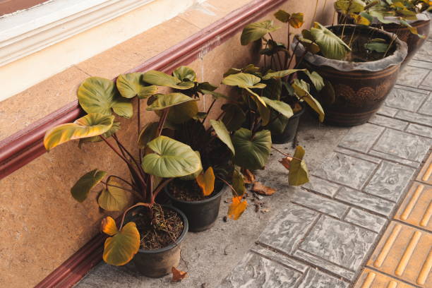 Potted plants placed along a balcony wall showing slow growth and stress, illustrating common problems plants face when adapting to container gardening in small spaces.