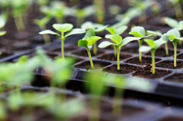 Young plant seedlings growing in a seed tray, showing the delicate early stage of plants often used in container gardening for beginners.