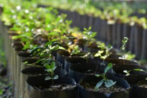 Healthy nursery plants in small pots with fresh green leaves, showing early growth stages ideal for beginners choosing plants before buying for balcony gardening