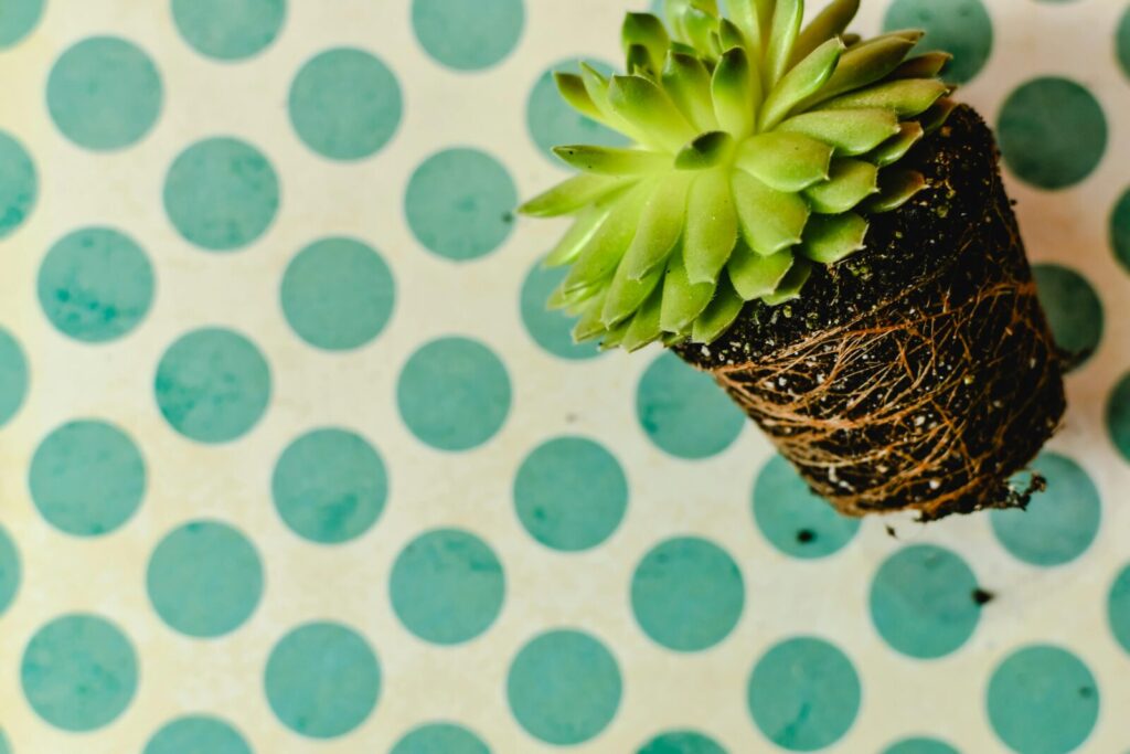 Fast-growing succulent plant with dense root-bound roots circling a small pot, showing limited root space in container gardening