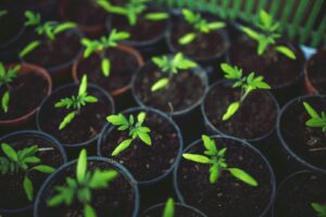 Seedlings growing in small pots in a container garden setup, illustrating the beginner choice between starting plants from seeds or buying nursery plants for balcony or terrace gardening.