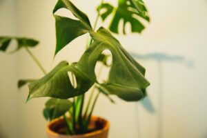 rare indoor plant leaves drooping in pot after bringing home balcony container gardening problem