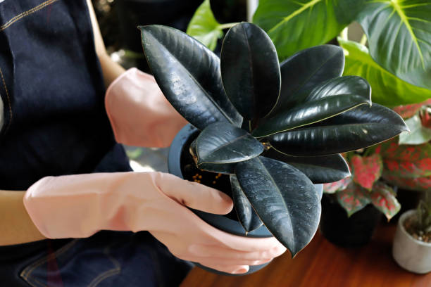 Cleaning and handling indoor potted plant with gloves in a tidy container gardening setup, highlighting hygiene and routine care for healthy plants