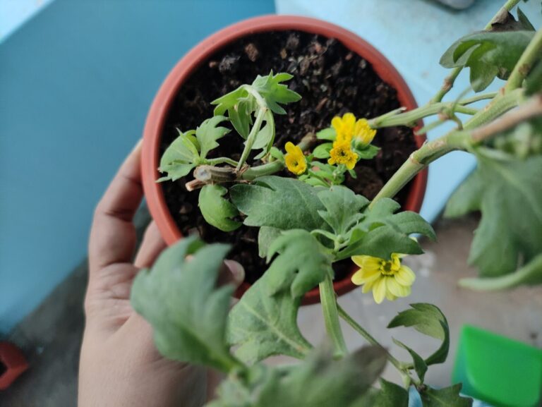 Healthy flowering potted plant being held in hand, showing recovery and proper care in container gardening for beginners on a balcony
