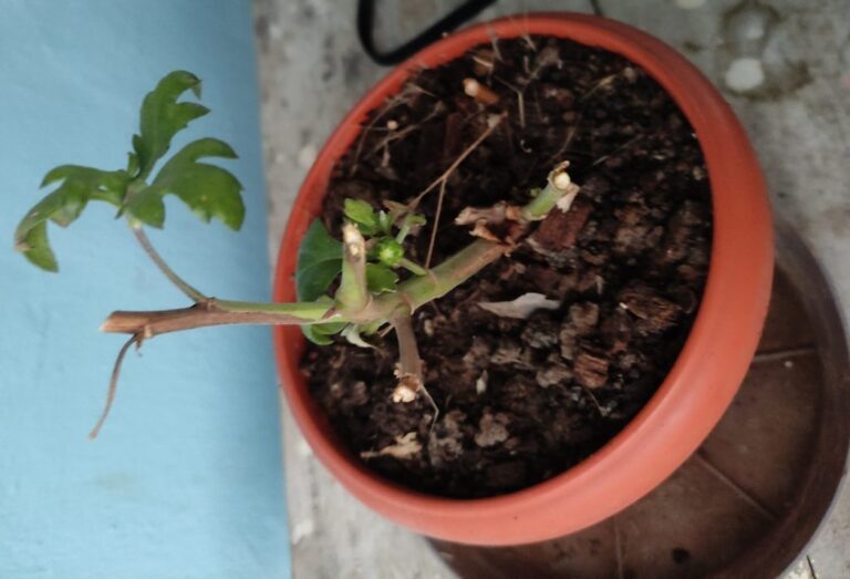Struggling potted plant with stunted growth and damaged leaves in a small container, showing common root and soil issues in balcony gardening