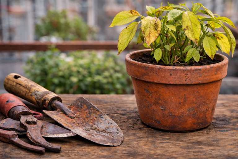 Wilted potted plant with yellow leaves in a container garden next to rusty gardening tools showing plant stress in balcony gardening