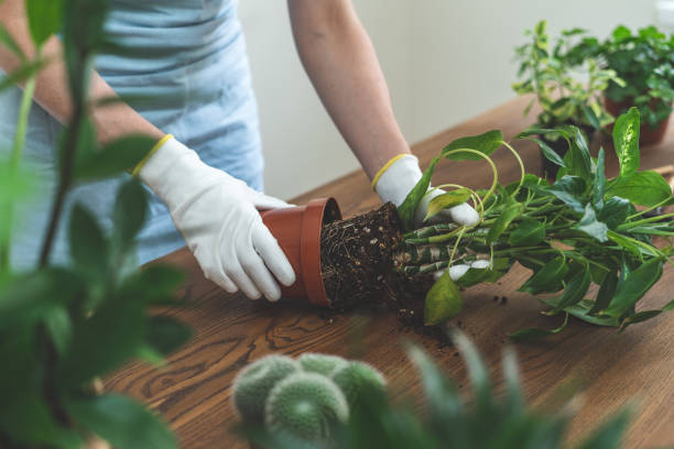 Removing potted plant with exposed roots showing delicate root structure and risk of damage during handling in container gardening
