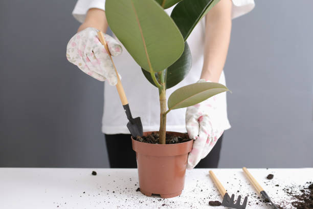 Using small gardening tools in a pot showing how improper tool handling can disturb soil and damage roots in container plants during repotting