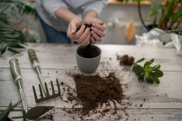 Beginner preparing potting soil with hand tools for repotting plants, showing organized gardening routine for watering, planting, and pruning in container gardening