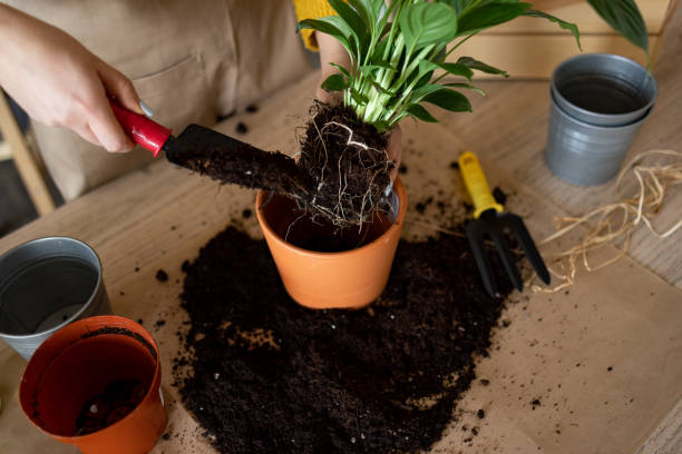 Using a hand trowel to repot a potted plant carefully without damaging roots showing proper soil handling in container gardening