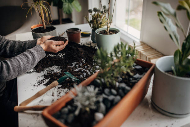 Messy container gardening workspace with soil scattered while repotting plants, showing lack of routine and tool organization in small indoor gardening setup