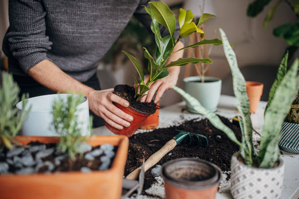 Repotting a potted plant with exposed roots and soil showing how improper handling during repotting can cause plant wilting and root stress in containers