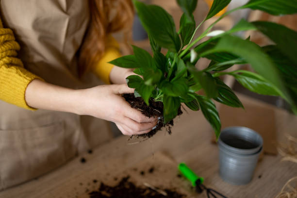 Plant roots exposed and loosely handled by hand during repotting showing risk of root damage and transplant stress in potted plants