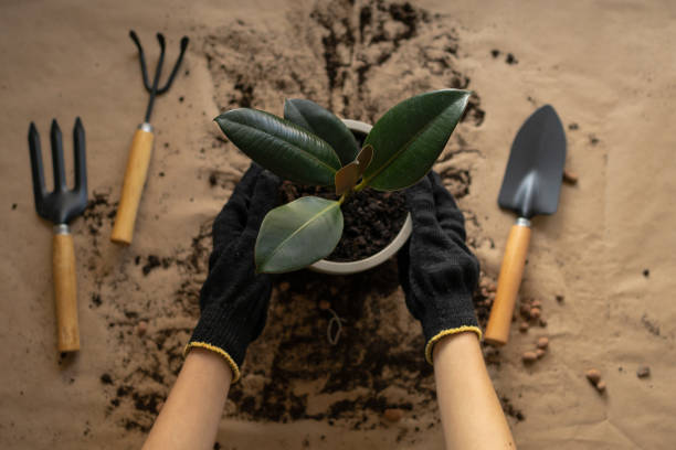 Using proper container gardening tools while repotting a small potted plant to prevent root damage and reduce plant stress in pots