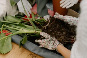 Gardener repotting a root-bound plant in a container using gloves showing exposed roots and soil handling in pots