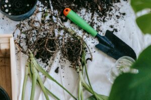 Small balcony gardening tools with plant roots and soil during repotting in a compact space