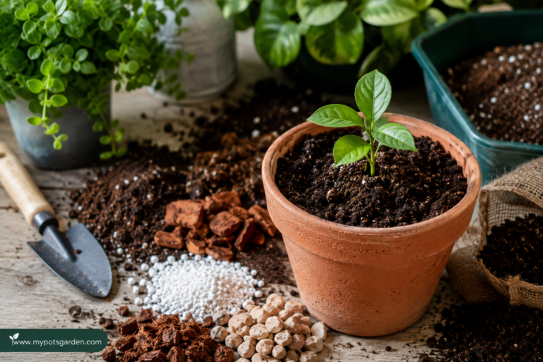 Healthy container gardening soil mix with cocopeat, perlite, pumice, and organic amendments beside a potted seedling for balcony and terrace gardening.