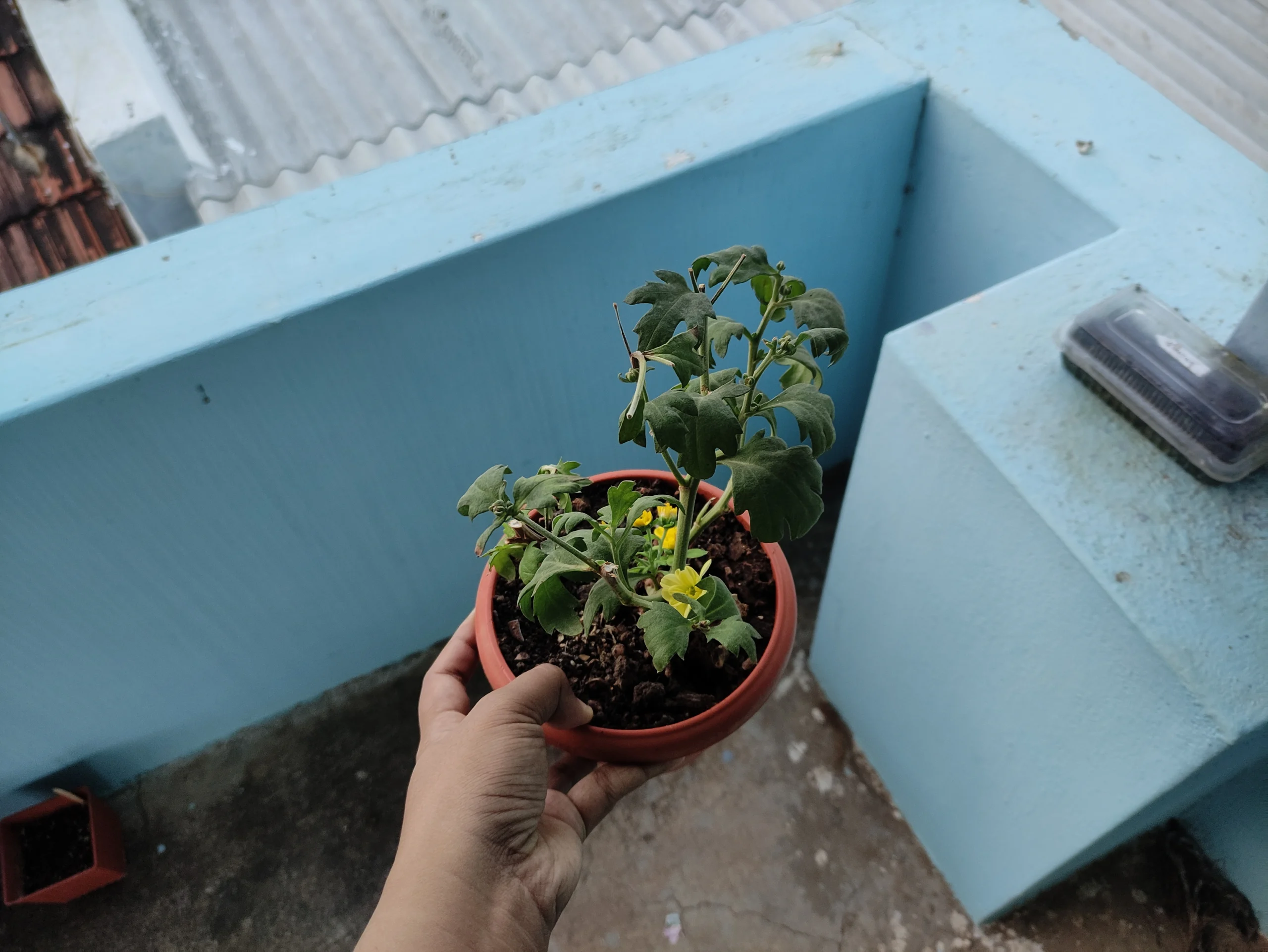 Start Here Container Gardening